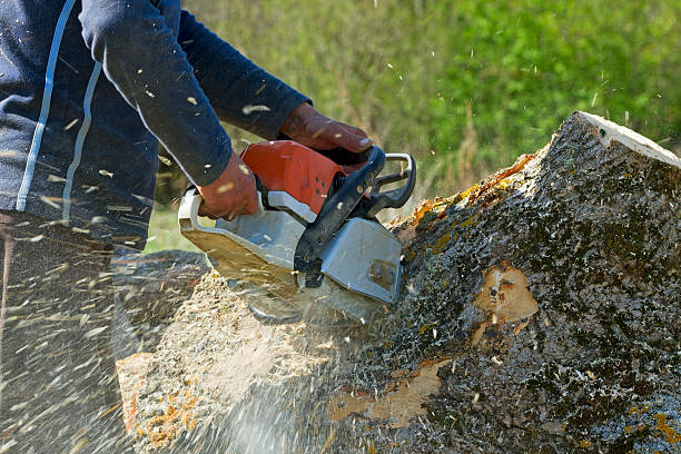 Residential Tree Removal in Miramar Beach, FL